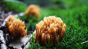 Close-up of Orange Coral Mushrooms Growing in Green Moss