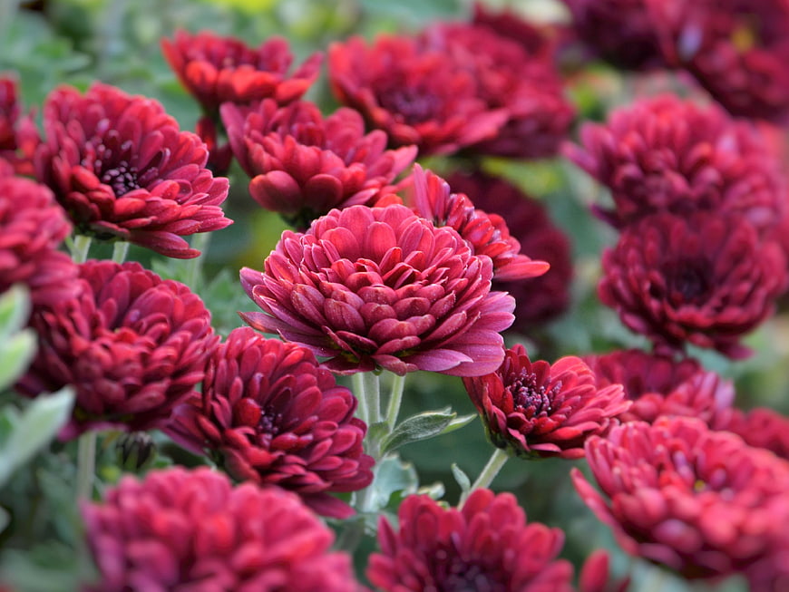Close-up of vibrant red chrysanthemum flowers in a garden