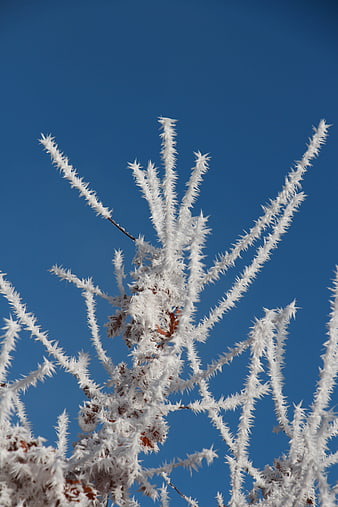 Frosty Branches Against Blue Sky