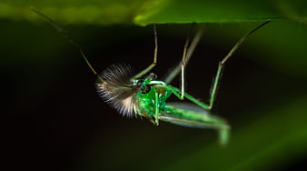 Macro photography of a green mosquito hanging from a leaf