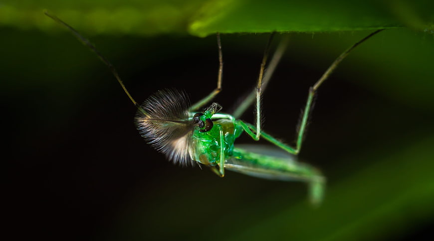Macro photography of a green mosquito hanging from a leaf