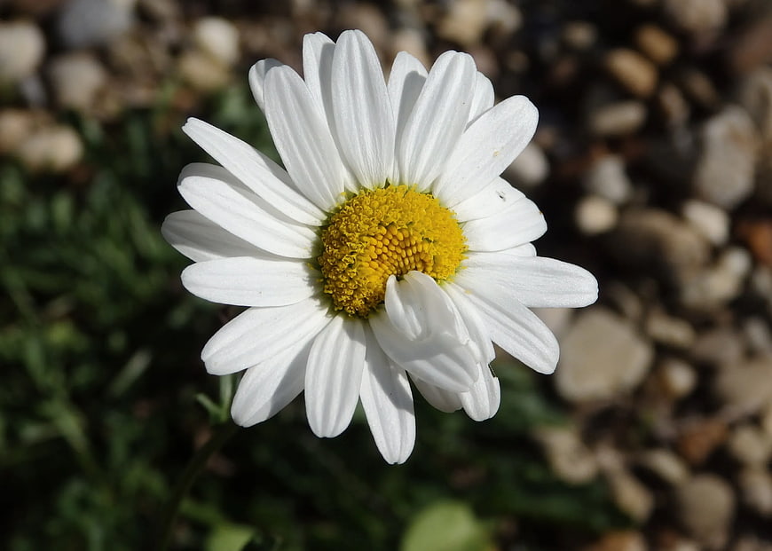 Close-up of White Daisy with Yellow Center in Sunlight