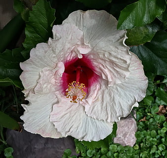 Close-up of White Hibiscus with Red Center