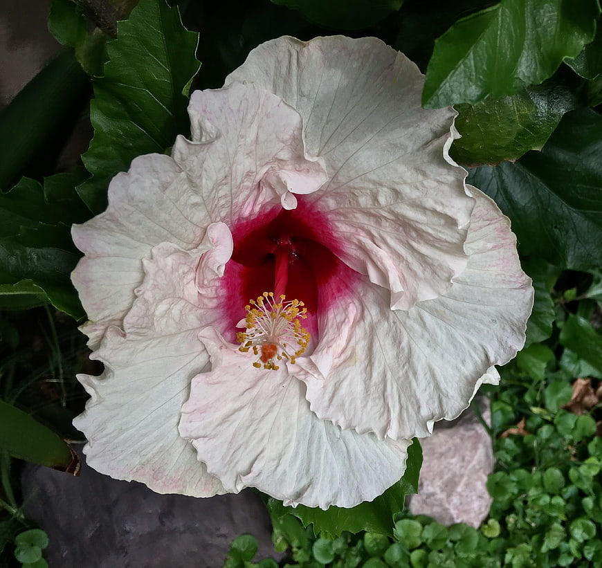 Close-up of White Hibiscus with Red Center