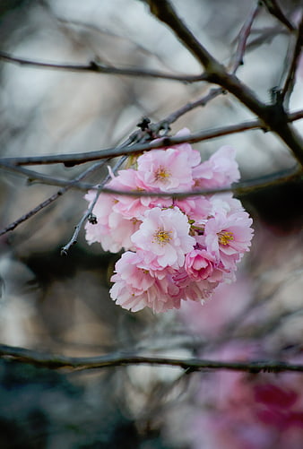 Pink cherry blossoms blooming on a branch in spring