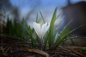 White Crocus Flower with Dew Drops in Spring Garden