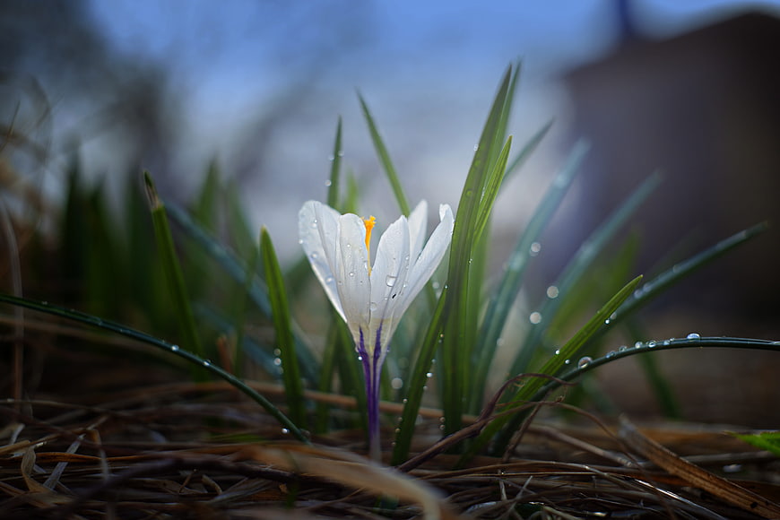 White Crocus Flower with Dew Drops in Spring Garden
