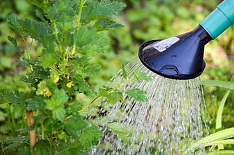 Close-up of watering can pouring water on green gooseberry plant