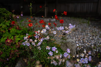 Purple and red wildflowers in a garden with blurred background