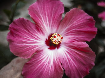 Close-up of vibrant pink hibiscus flower with white center