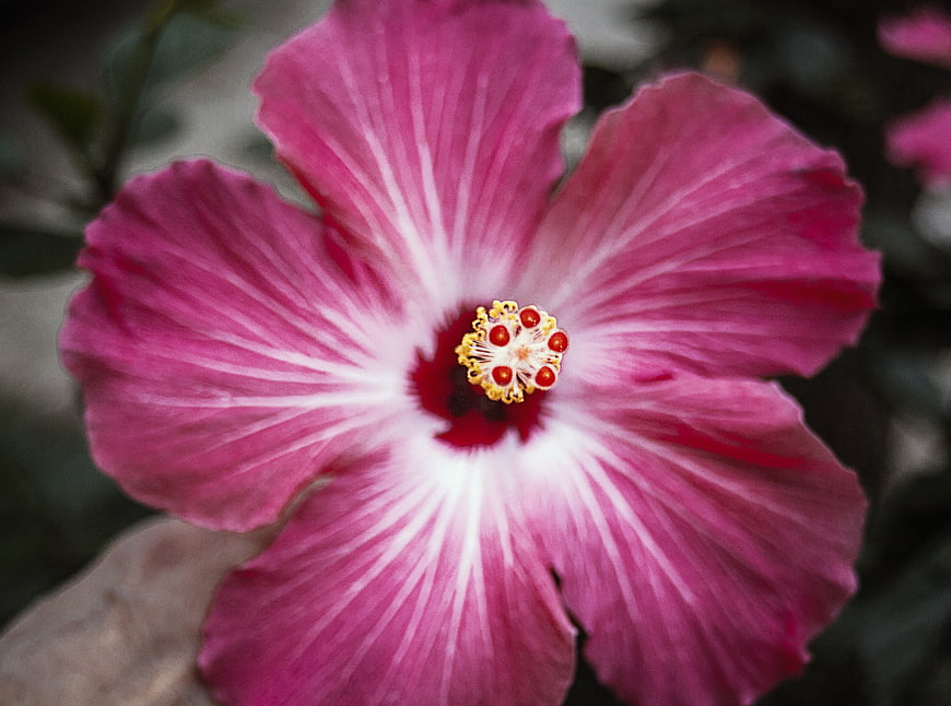 Close-up of vibrant pink hibiscus flower with white center