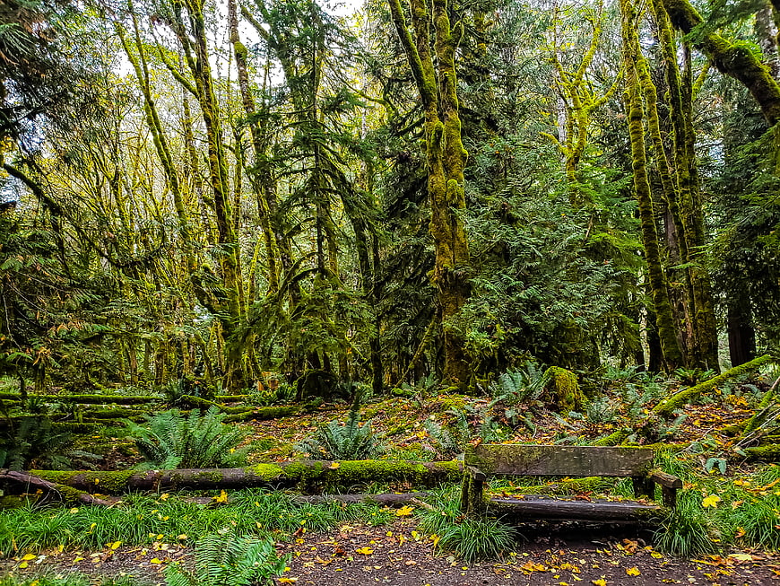 Mossy wooden bench in lush green temperate rainforest