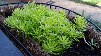 Fresh Green Sedum Plant in Black Wire Basket
