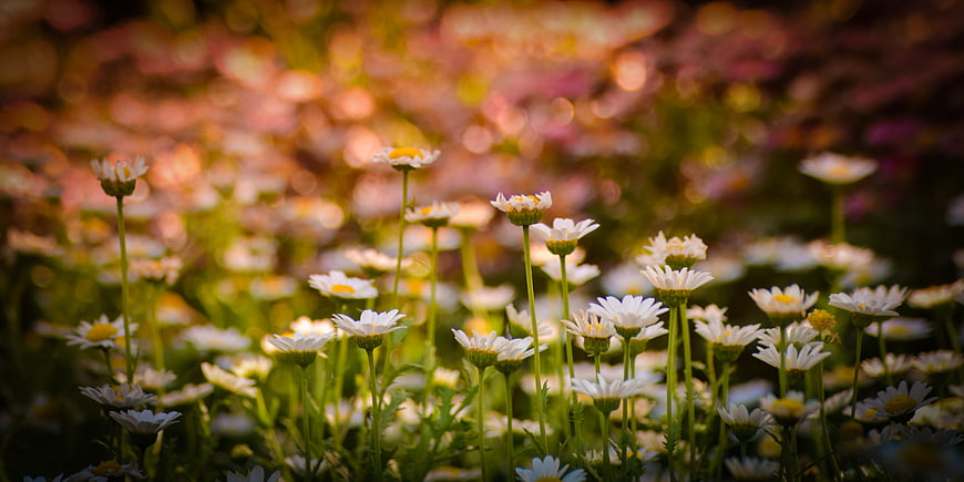 White daisies in a sunlit garden with bokeh background