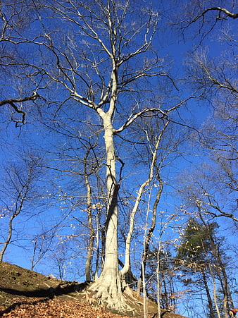 Tall bare tree trunk against bright blue winter sky