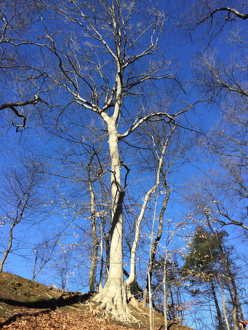 Tall bare tree trunk against bright blue winter sky