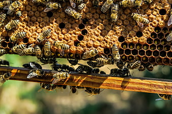 Close-up of Honey Bees on a Wax Comb in a Beehive