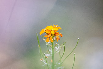 Close-up of vibrant orange wildflower with blurred background