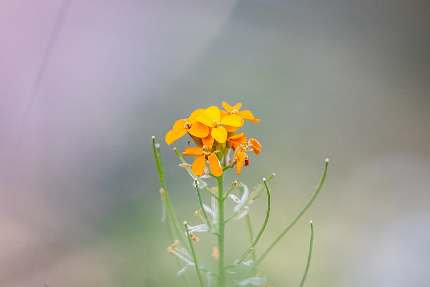 Close-up of vibrant orange wildflower with blurred background