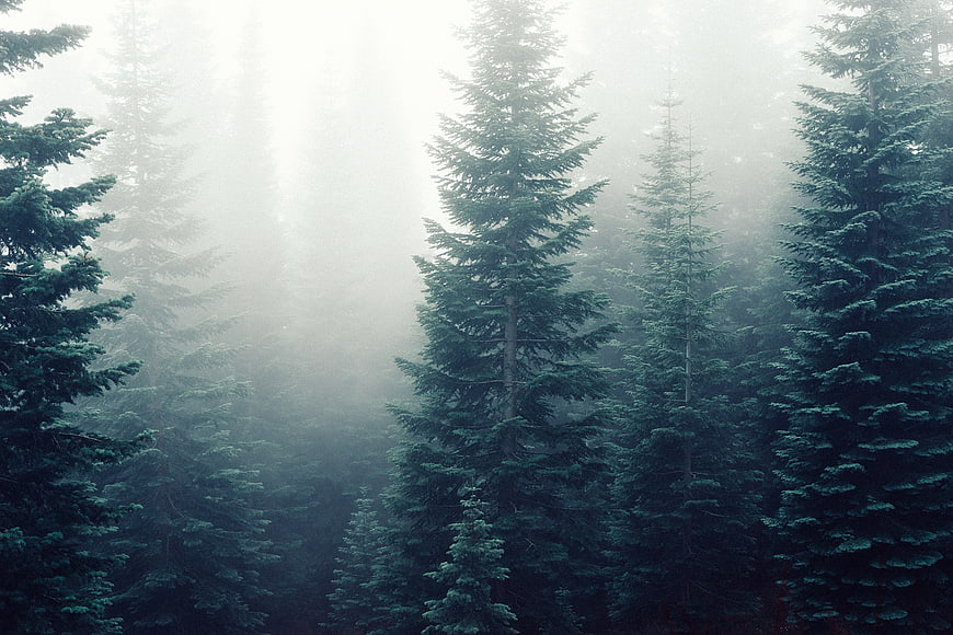 Misty coniferous forest with tall pine trees in fog