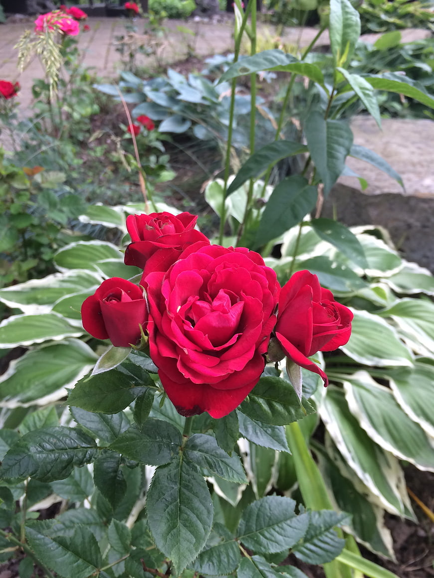 Vibrant Red Rose Bloom in Garden