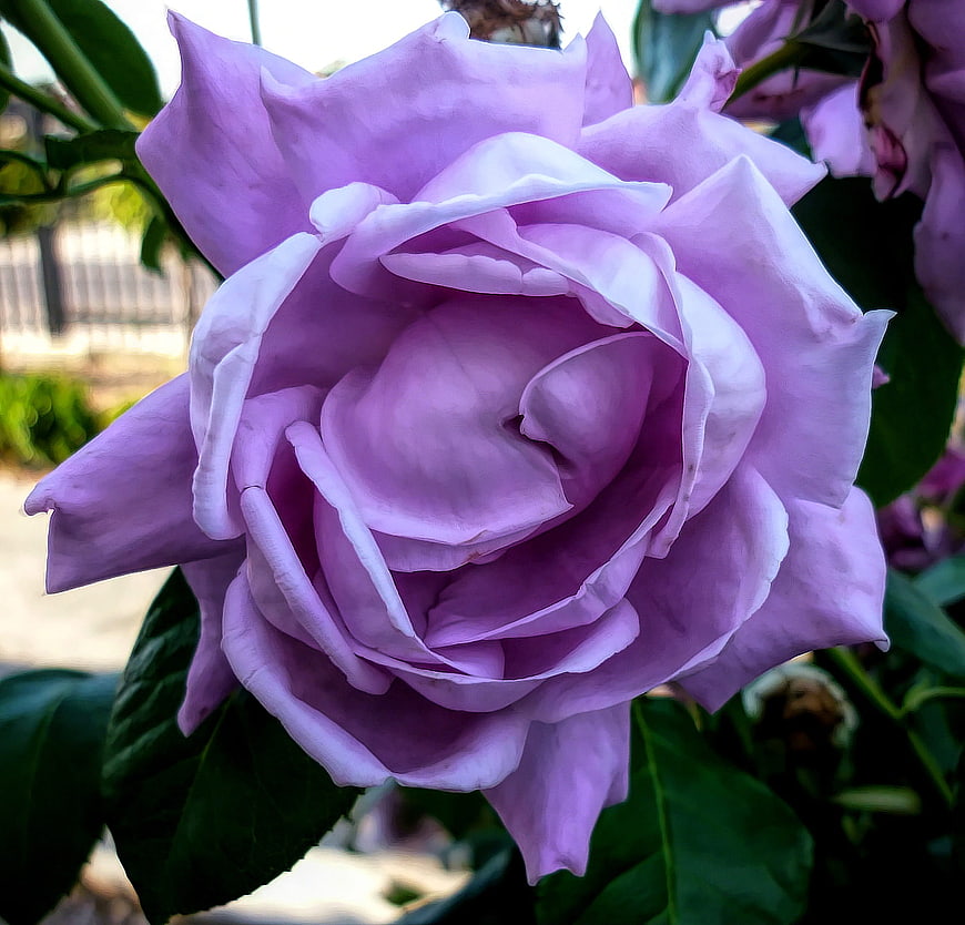 Close-up of a vibrant purple rose in a garden