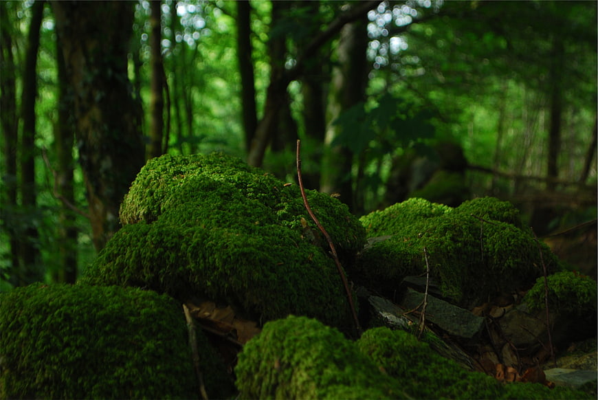 Lush Green Moss Covering Rocks in a Forest