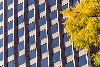 Modern Office Building Facade with Yellow Autumn Tree