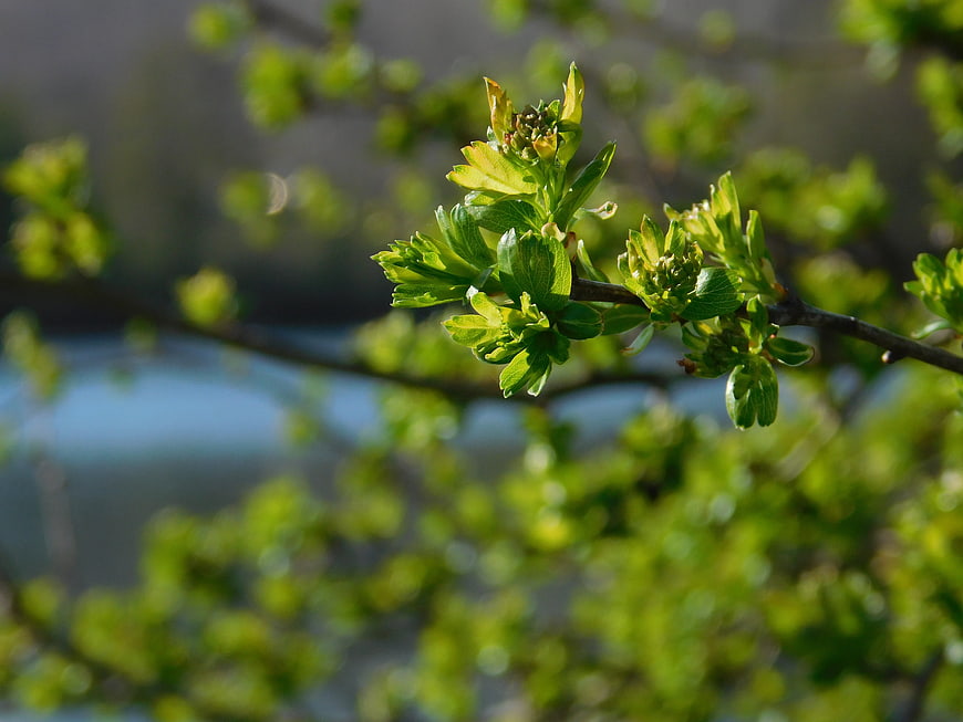 Close-up of fresh green spring leaves on a branch