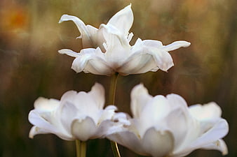 Close-up of white tulips with soft blurred background