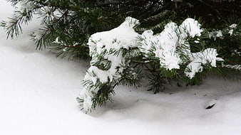 Snow-covered pine branch in winter landscape