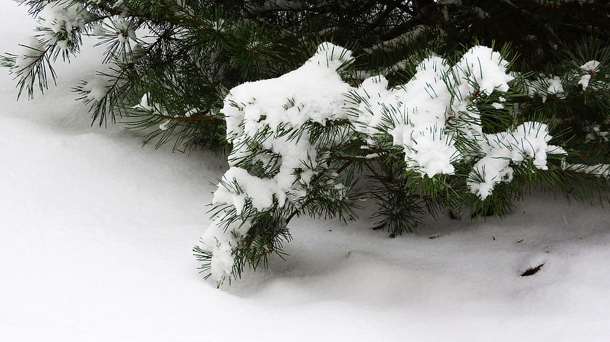 Snow-covered pine branch in winter landscape