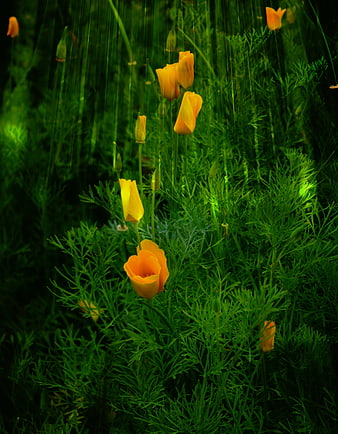 Vibrant Orange California Poppies in Green Field