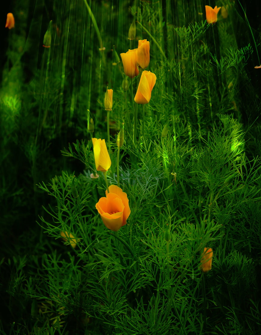 Vibrant Orange California Poppies in Green Field