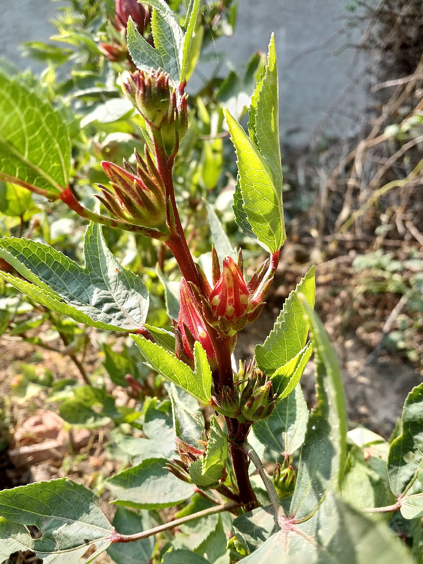 Close-up of Roselle Hibiscus Sabdariffa Calyces on Plant