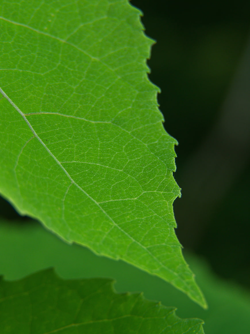 Close-up of vibrant green leaf with detailed veins