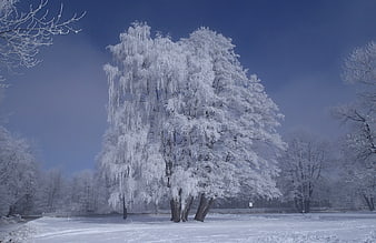 Frost-covered willow tree in winter park