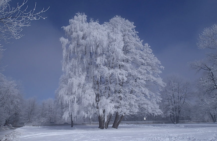 Frost-covered willow tree in winter park