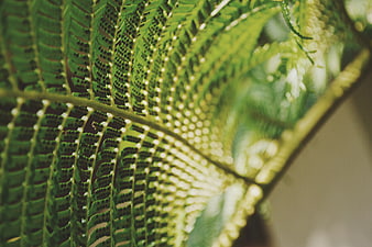 Close-up of green fern leaf with spores and bokeh background