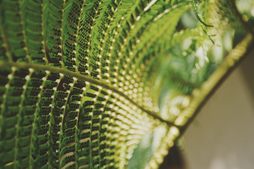 Close-up of green fern leaf with spores and bokeh background