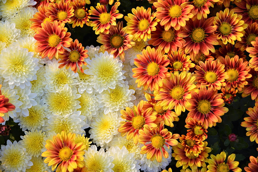 Vibrant Red and White Chrysanthemum Flower Background
