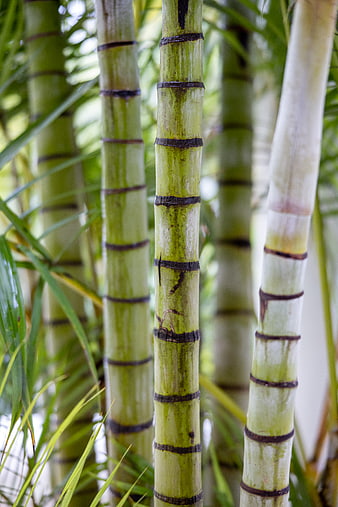 Close-up of green bamboo stalks with natural texture