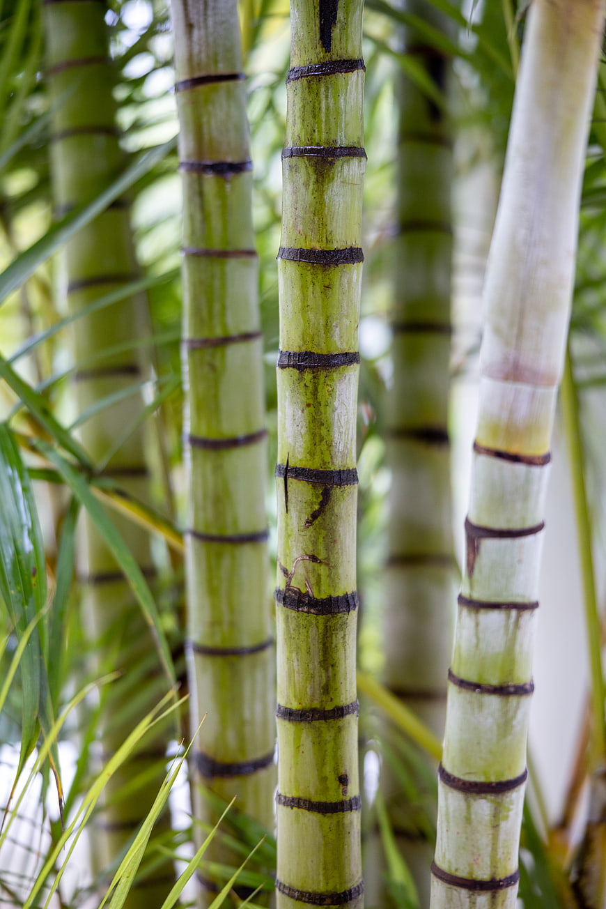Close-up of green bamboo stalks with natural texture