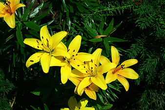 Vibrant Yellow Lilies in Sunlight