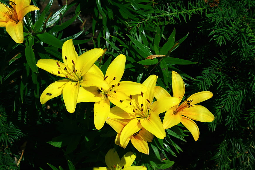 Vibrant Yellow Lilies in Sunlight