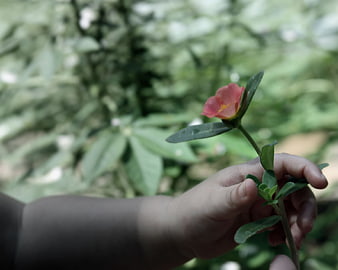 Child's hand holding small pink flower outdoors