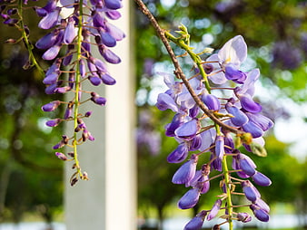 Close-up of purple wisteria flowers hanging from a branch