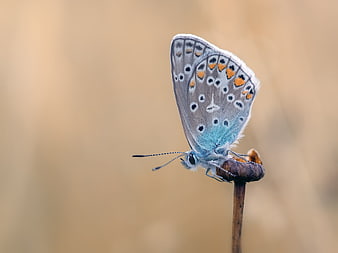 Close-up of a Blue Butterfly on a Dried Stem