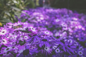 Vibrant purple flowers in a blurred garden setting