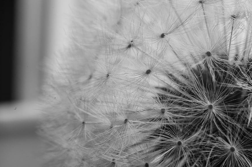 Macro Black and White Dandelion Seeds Close Up